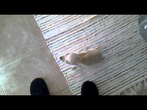 Chihuahua howling while listening to Yoville theme (Part Two)