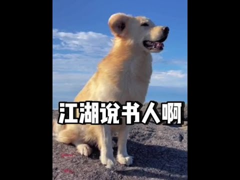 《江湖说书人，暗杠，寅子》#猫狗#萌宠#江湖说书人