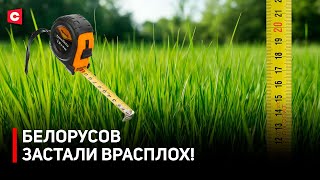 Штраф за траву выше 20 см! | Чем возмущены белорусы | Как ЖКХ наводит порядок в Беларуси?