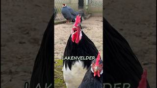 Battle of the crowing roosters! With 17 different, fancy chicken breeds #rooster #backyardchickens