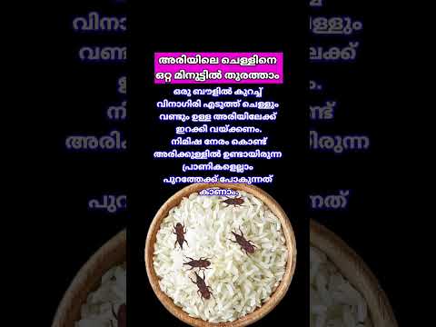 How to get rid of Rice Bugs easily #riceweevils removal tips