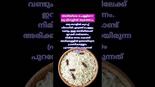 How to get rid of Rice Bugs easily #riceweevils removal tips