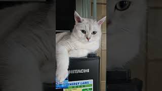 #cat #喵哥是萌新 #cute #貓跳台 #貓眼觀察室 #kitten #貓咪日常 #funnycats #cutespets #pets