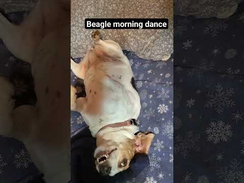 Precious the beagle doing her morning bed dance