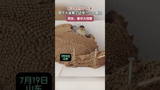 網友家的燕子坐擁大別墅！不光大還帶大露台。