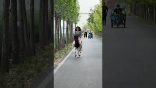 116、公路骑马一点问题没有#养马场#矮马养殖场#小矮马#骑马#回收骑乘大马和小矮马 #小矮马 #horse #西风探瘦马 #小矮马 #西风探瘦马 #pony