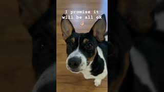 Send this to your bestie! ☺️ #puppy #maplepets #pets #maples #dog #funny #cute #cutedog #puppyhood