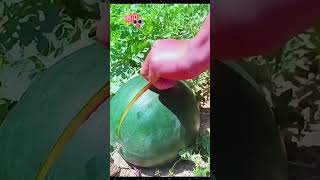 #shortvideo #fruitvideos #fruits #viralvideo #frutas