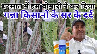 एक महीने में खेत खत्म। Ganne me white fly ki davai. Ganne me white fly ka atack.