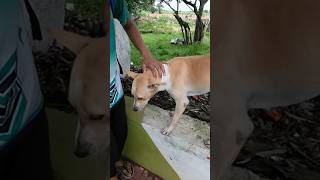 our pet dog Duggu comes with us fir practice 😍 #cricket #petdog #pets #duggu #dog #doglove #trending