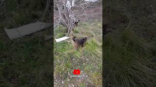 Hulki yine bildiğimiz gibi.. #keşfet #ilginçolaylar #köpekvideoları #kangalköpeği