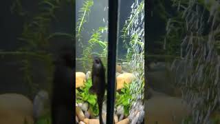 common pleco fish on glass, cleaning fish #plecofish #suckerfish #cleanup  #tanklife #fish #aquarium