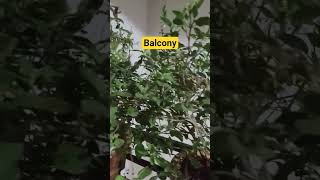 can u name d plants herebalcony garden #gardening #gogreen #youtubeshorts #explorepage #shortfeed