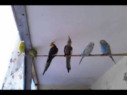 birds video ,crust parrot bajri with kouctail funny.wmv