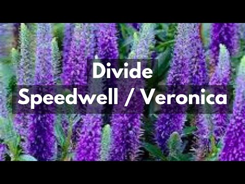 How To Divide Speedwell / Veronica