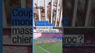 Abattage de chiens au Maroc : info ou intox ?