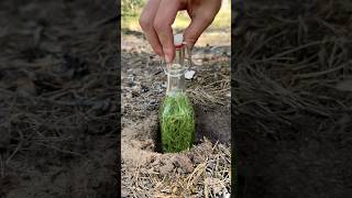 Made Soda in Nature🍾
