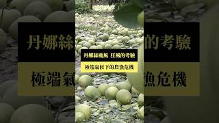 【#預告｜丹娜絲颱風：狂風的考驗】公視｜我們的島7／21(一)晚間十點 #shorts