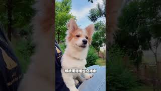 小猫小狗泪痕眼屎多一定要及时管理，别等严重了再后悔科学养宠攻略 狗狗去泪痕 养狗经验分享 萌宠好物 新手养狗