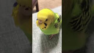 眠くなってあくびがでちゃったセキセイインコの幼鳥ぴっぴ　#shorts
