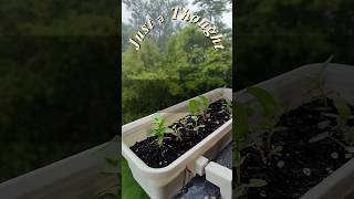 Just grow🌱 #balconygarden #calmvideo #gardening #thoughts #seeds #flowers #calmvibes