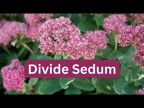 How To Divide Sedum StoneCrop