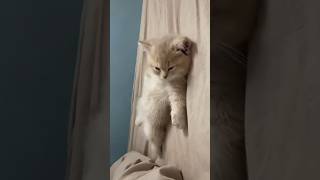 "Meanwhile, My Cat's Out Here Breaking Physics 🐱🌀"#shorts#funnycats #catcomedy #catmemes
