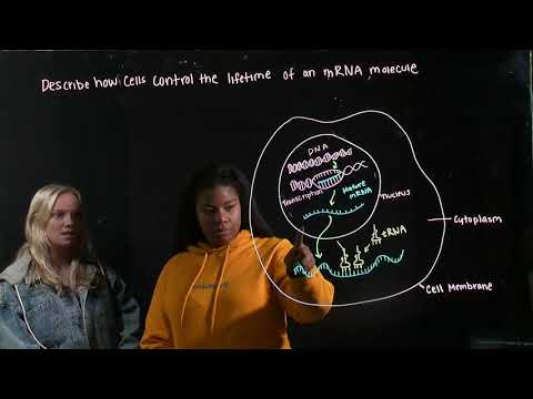 How Cells Control the Lifetime of an mRNA Molecule? (BIOS 041)
