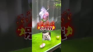 看不下去了🥲（肚子上的伤不能暴露在水面上）安排个支架#养鱼日记 #养鱼养心 #泰狮兰寿 #泰狮失鳔