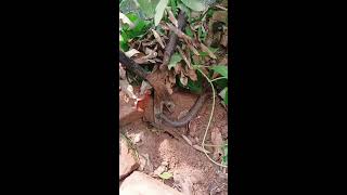 Simple DIY Snake Trapping Latest Ideas 2025 #snake#animals #viralvideo #wildlife 785