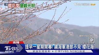 南韓人雙重苦! 鎮海軍港節不見「櫻花海」 攤商還趁機漲價｜TVBS新聞 @TVBSNEWS01
