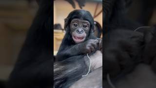 Raspberry Time with Baby Bonobo Daisy! 🍓