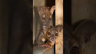 Fossa