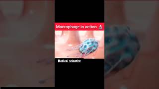 Macrophage in Action 🔥🔥🧫🧬🦠👩‍🔬