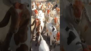 Check the breed of goats and tell how #varl #hoofall #goatpower