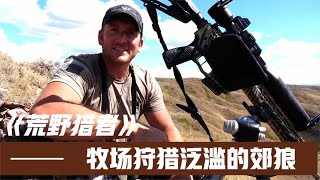 國外郊狼氾濫，獵人略施小計，輕鬆捕獲十幾只郊狼