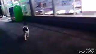 仕事帰りにコンビニ行ったら猫が車に乗ってきてそのまま連れて帰った時の動画