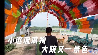 小迟流浪狗大院又添一景，希望以此景治愈我们的心灵