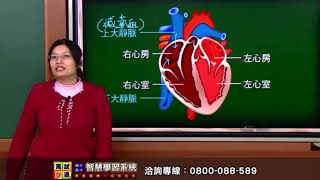 心臟的結構及如何作血液輸送功能