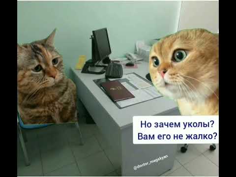 Кошка на приёме в поликлинике )))