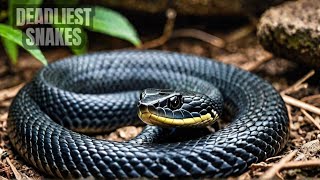 Surviving the Wild: Amazon Rainforest vs. Harsh Wilderness | Nature Hub