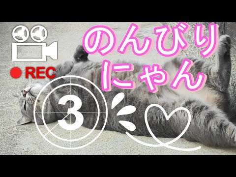 いつものラブちゃん🌈#猫動画 #スピちゅーる