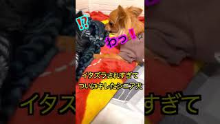【チワワ】怒る17歳シニア犬#shorts #dog #犬動画