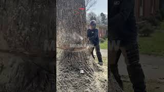 Taking Down a Monster Tree!