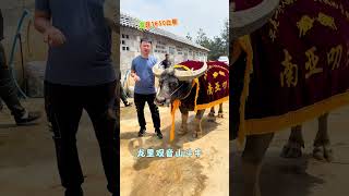 观音山斗牛城备赛牛王快讯——康咏战队的南亚叼王，这头牛的牛龄在8岁左右，原先在云南的南亚军团饲养，在云南获得过一个第二，决赛和南亚风豹激战五十多分钟落败，之后高价转让到贵州的醒狮斗牛军团，代表醒狮军