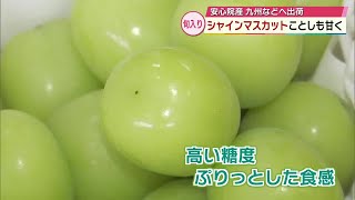 「シャインマスカット」旬入り　1箱35万円で取引　県内有数のブドウの産地・大分県宇佐市安心院町