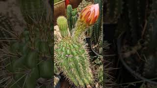 もう一つのグローナー・カンディカンス交配種 #サボテン #花 #自然 #ガーデニング #cactusjerk