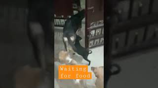 stray dog vs baby hungry#shorts#shortviral#streetdog#viral#ytshorts#trendingshort