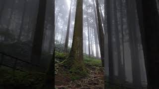 Do Dil mil rahe hain #love #bollywood #song #music #nature #viralpost #nature #travel #trending #yt