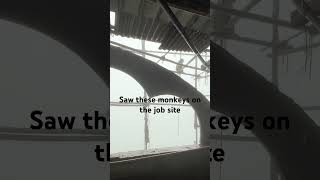 Saw 6 monkeys on the job site